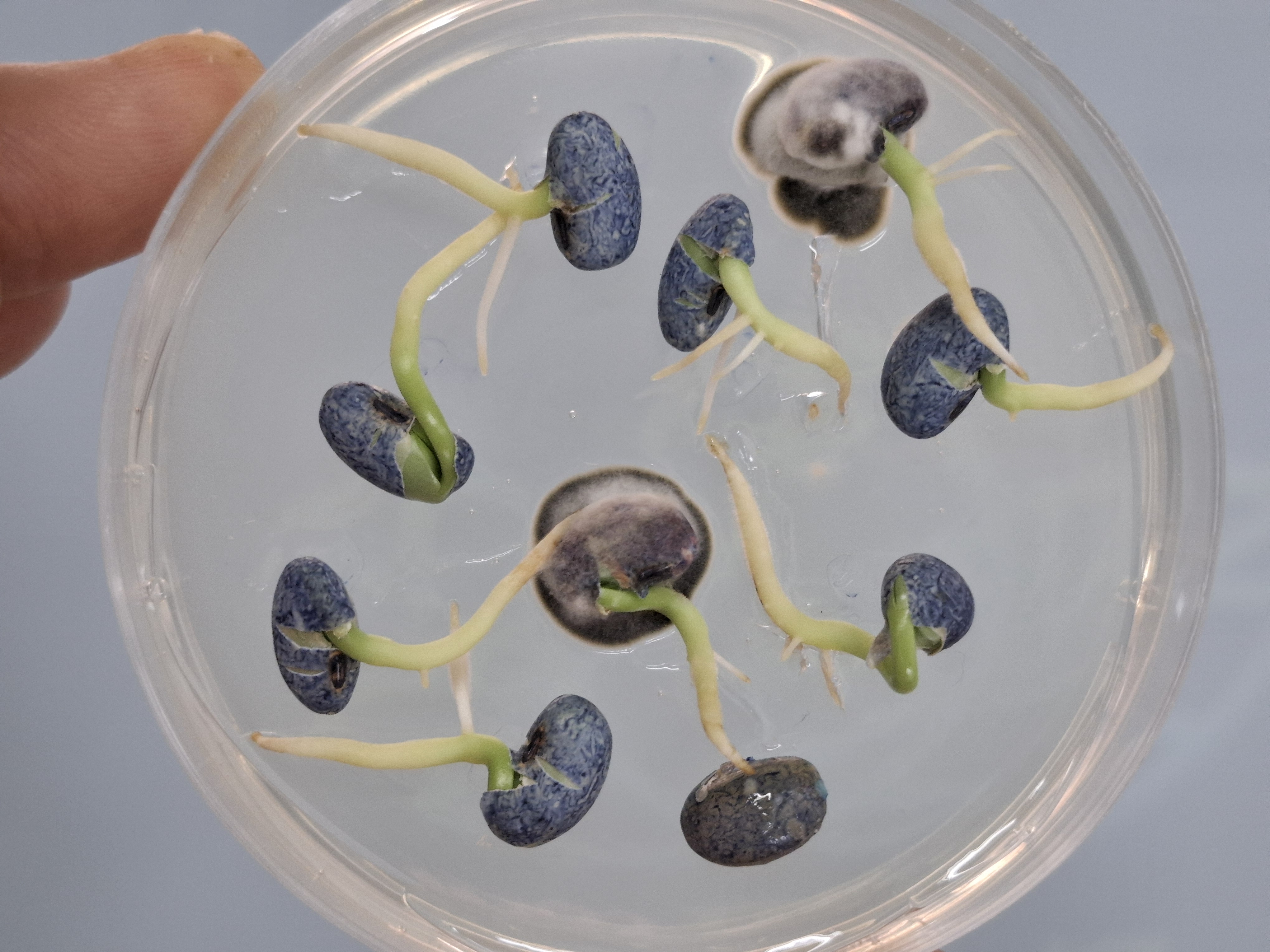 Cercospora