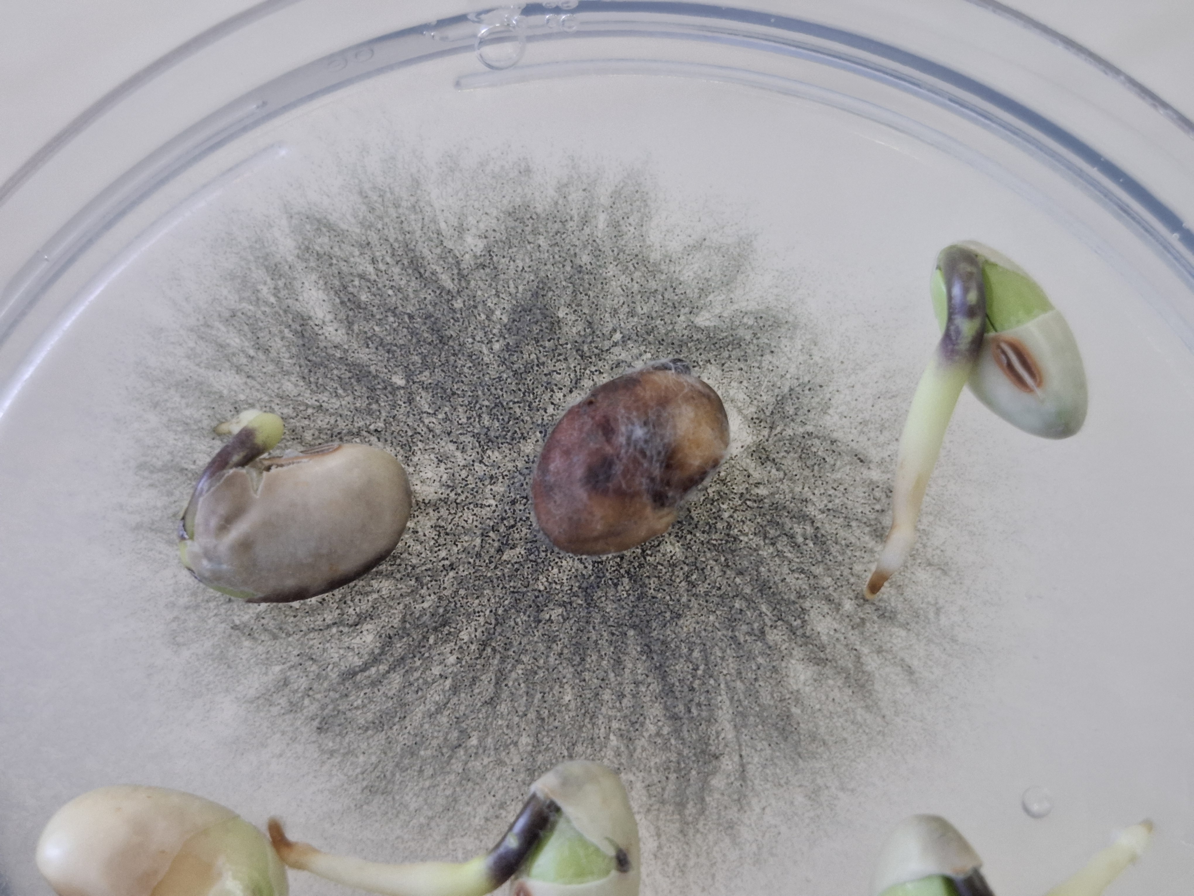 Macrofomina